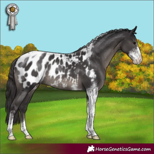 Horse Color:Smoky Black Sabino Tobiano Appaloosa Rabicano 