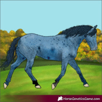 Horse Color:ERROR: UNKNOWN ANOMALY