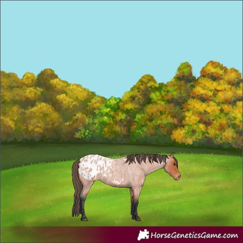 Horse Color:Bay Roan Appaloosa 