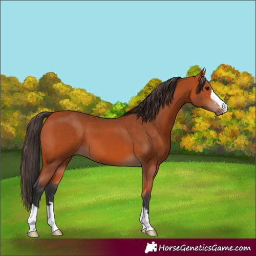Horse Color:Bay 