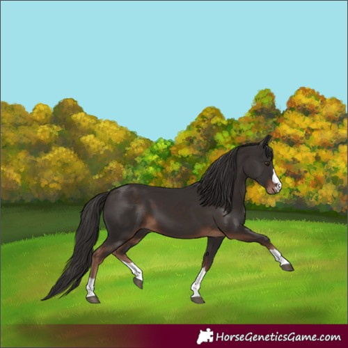 Horse Color:Liver Chestnut