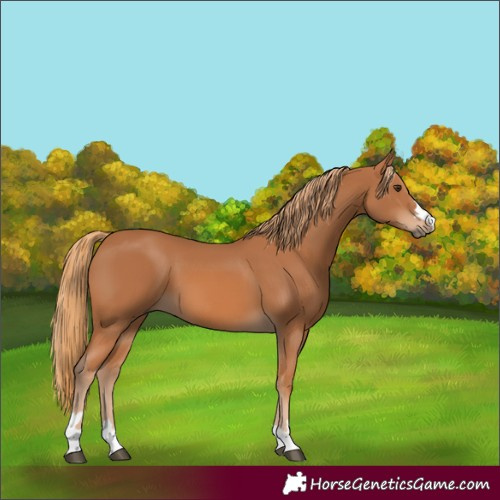 Horse Color:Chestnut 