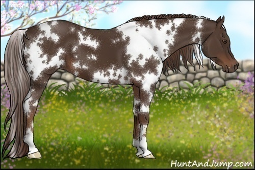Horse Color:White Spotted Liver Chestnut 