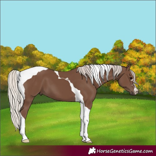 Horse Color:Silver Black Tobiano 