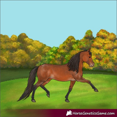 Horse Color:Bay 