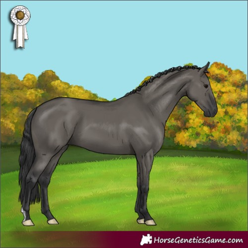 Horse Color:Grullo 