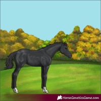 Horse Color:Black 