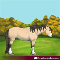 Horse Color:Buckskin 