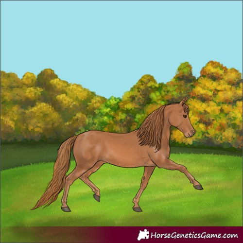 Horse Color:Chestnut 