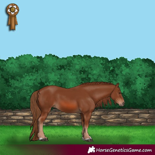 Horse Color:Chestnut 