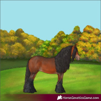 Horse Color:Bay 