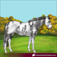 Horse Color:Gray Black Sabino Appaloosa Rabicano 