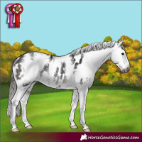 Horse Color:Gray Black Sabino Appaloosa Rabicano 
