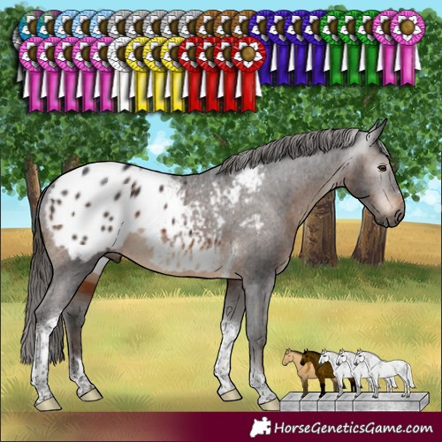 Horse Color:Gray Brown Tobiano Blanket Rabicano