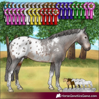 Horse Color:Gray Brown Tobiano Appaloosa Rabicano 