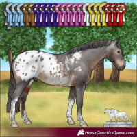 Horse Color:Gray Brown Tobiano Appaloosa Rabicano 