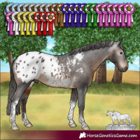 Horse Color:Gray Brown Tobiano Appaloosa Rabicano 