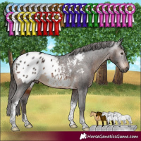 Horse Color:Gray Brown Tobiano Appaloosa Rabicano 