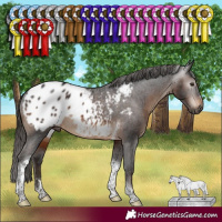 Horse Color:Gray Brown Tobiano Appaloosa Rabicano 