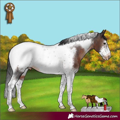 Horse Color:Brown Tobiano Frame Appaloosa Rabicano 