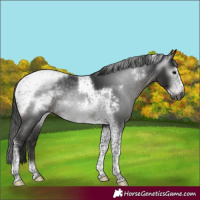 Horse Color:Gray Black Tobiano Frame Appaloosa Rabicano 