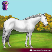Horse Color:Gray Black Tobiano Frame Appaloosa Rabicano 