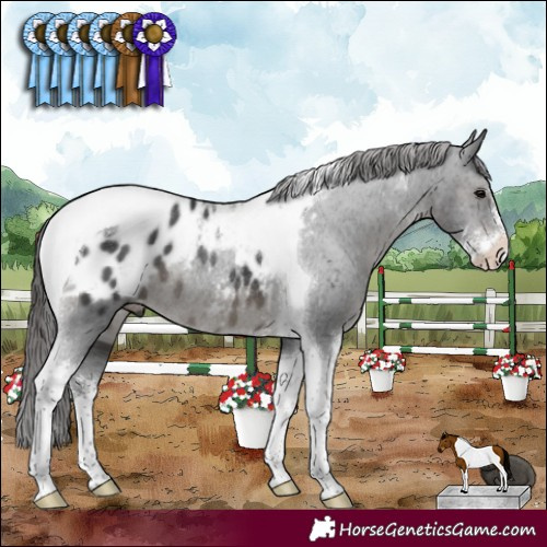 Horse Color:Black Sabino Tobiano Appaloosa Rabicano 