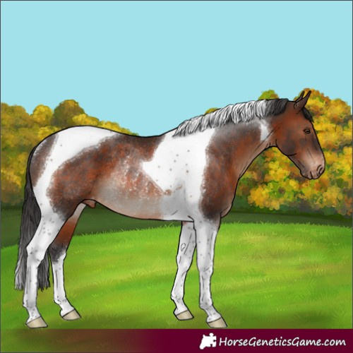 Horse Color:Brown Tobiano Appaloosa Rabicano 