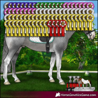 Horse Color:Black Sabino Tobiano Appaloosa Rabicano 