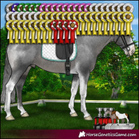 Horse Color:Black Sabino Tobiano Appaloosa Rabicano 