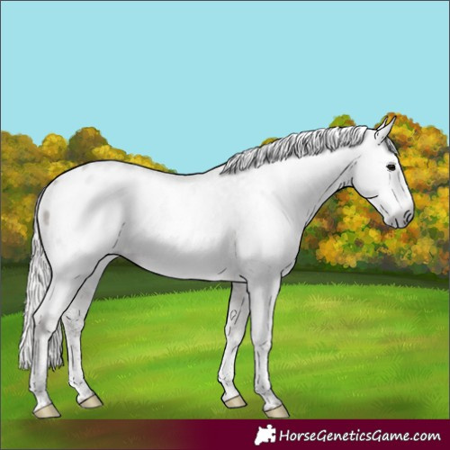 Horse Color:Gray Silver Black Sabino Varnish