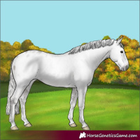 Horse Color:Gray Silver Black Sabino Appaloosa