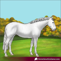 Horse Color:Gray Silver Black Sabino Varnish 