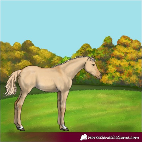 Horse Color:Unknown 