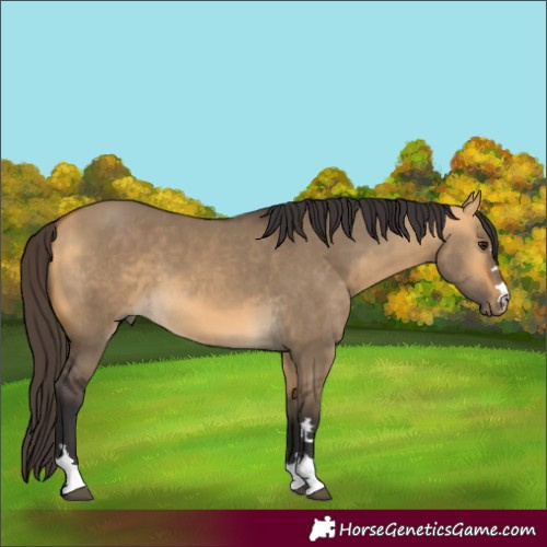 Horse Color:Buckskin Dun