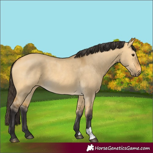 Horse Color:Buckskin Dun 