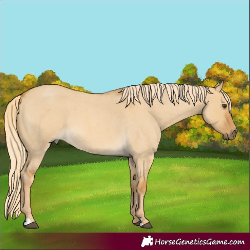 Horse Color:Palomino Roan Dun 