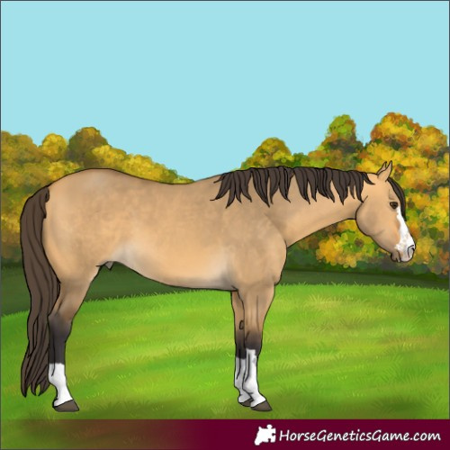 Horse Color:Buckskin Dun 