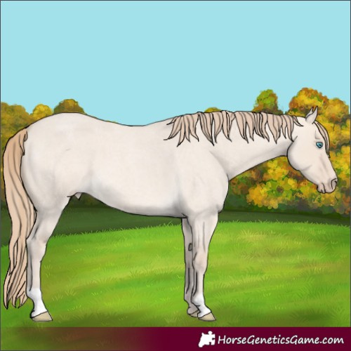 Horse Color:Perlino Roan Dun 