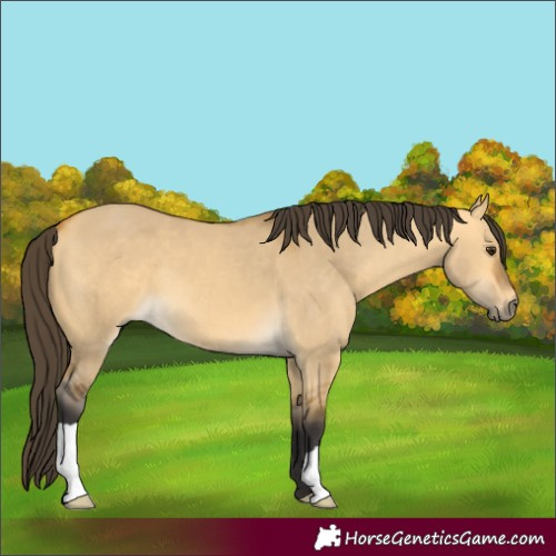 Horse Color:Buckskin Dun 