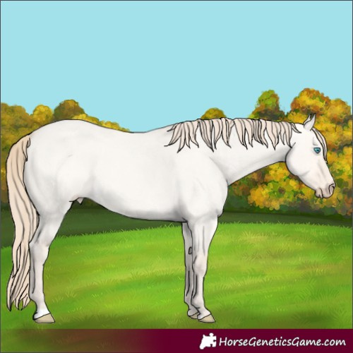 Horse Color:Perlino Roan Dun 