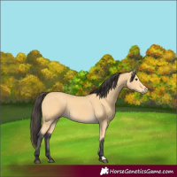 Horse Color:Buckskin 
