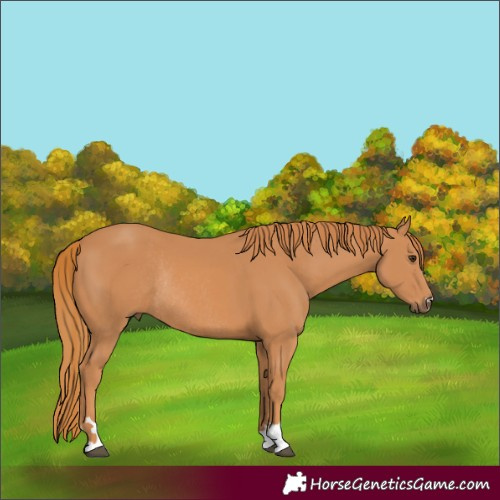 Horse Color:Chestnut Rabicano 