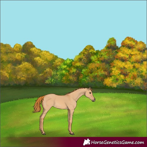 Horse Color:Red Dun 