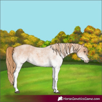 Horse Color:White Spotted Red Roan 