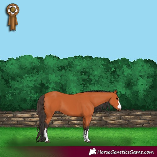 Horse Color:Bay 