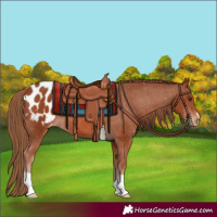Horse Color:Chestnut Appaloosa 