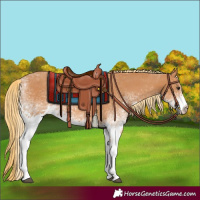 Horse Color:White Spotted Chestnut 