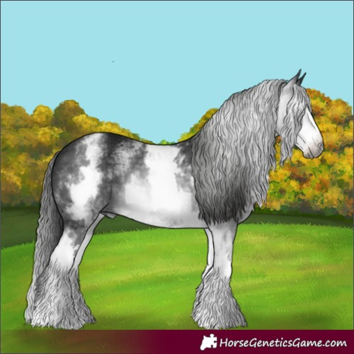 Horse Color:Gray White Spotted Black 