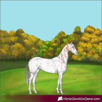 Horse Color:Bay Sabino Splash Appaloosa